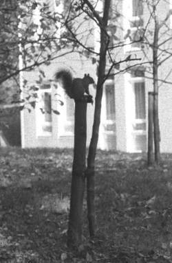 A sentry squirrel stands atop its pole.