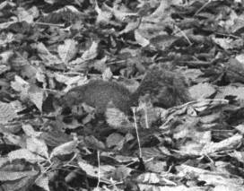 This one is sniffing out food to store in their underground bunker.