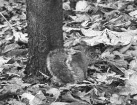 This squirrel knows it's being watched.