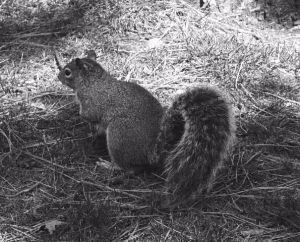 A squirrel spotted in Central Park, New York. Their plan must be world-wide!