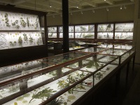 The Blaschka glass flowers at Harvard Museum Of Natural History. The Blaschka glass flowers at Harvard Museum Of Natural History.